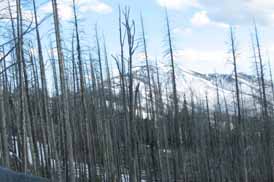 fire devast crop 3-274x183.jpg