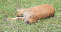 Baby buffalo sleeping 239x128.jpg