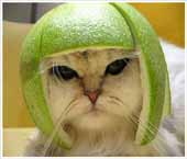 funny-cat 170x145.jpg