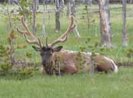Elk 195x143.jpg