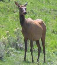 female elk crop 195x222.jpg