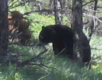 bear crop 207x164.jpg