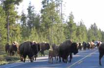 bufflao herd crop 213x139.jpg